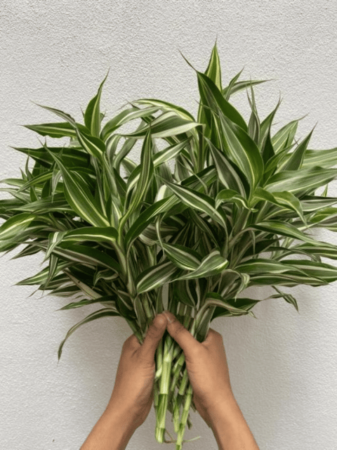 Variegated Lucky Bamboo Plant Ornamental  Plant
