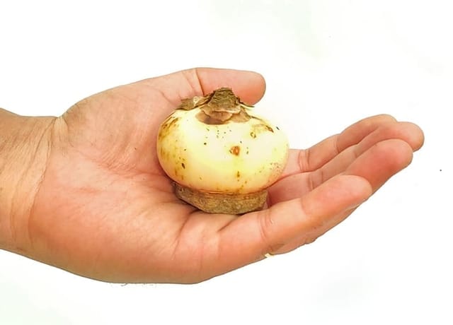 FOOTBALL LILLY BULB ( PACK OF 2 Pcs)
