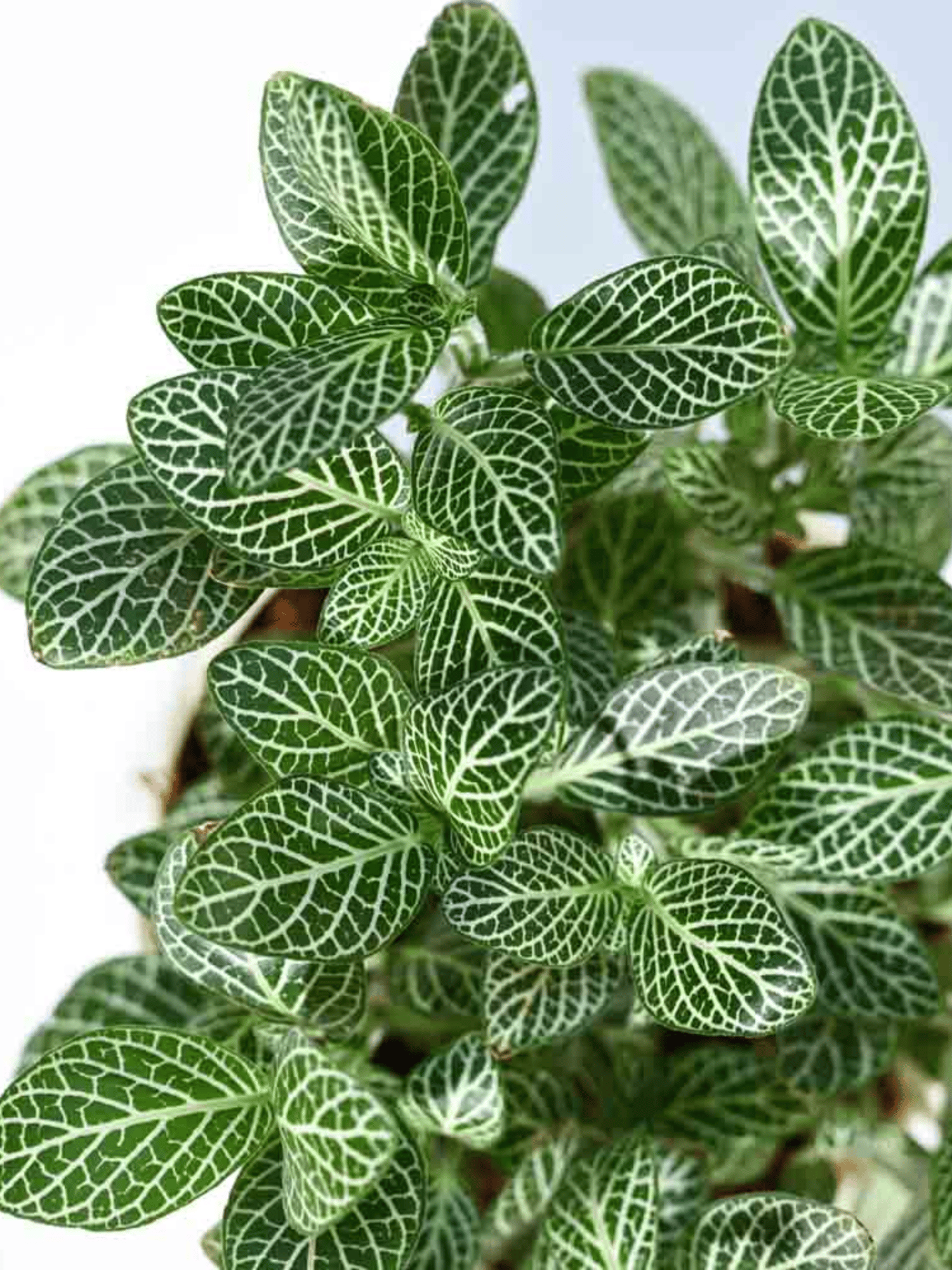 Fittonia Green  Indoor Plant (Nerve Plant)