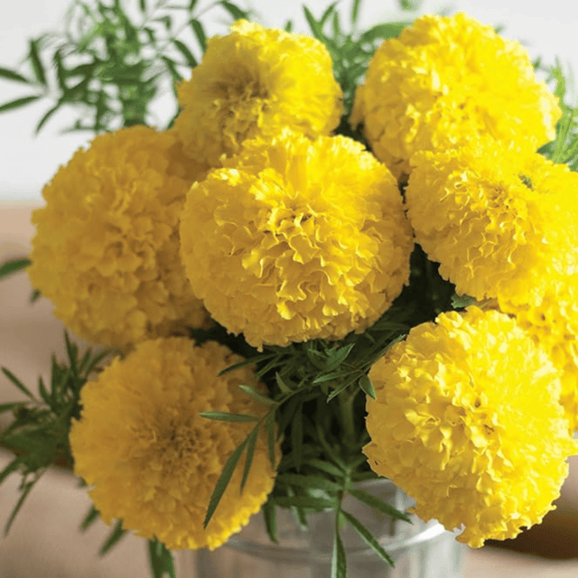 Marigold Pusa Basanti Flower Seeds – F3 Hybrid (Pack of 60 Seeds)