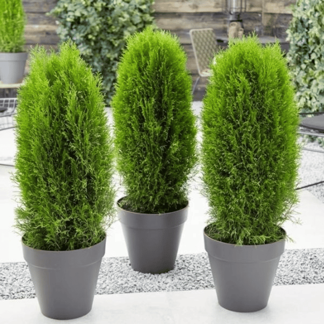 Morpankhi / Thuja / Oriental Arbor Seeds – F3 Hybrid (Pack of 10 Seeds)