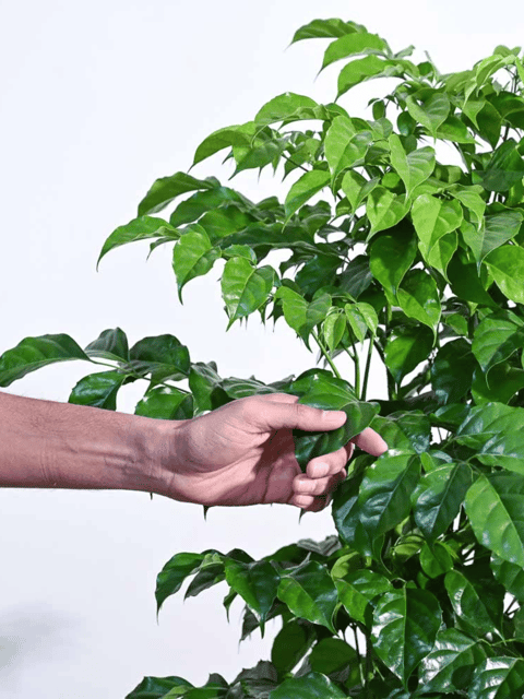 Radermachera / China Doll Plant