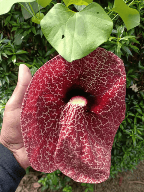 Aristolochia Littoralis Flower Plant