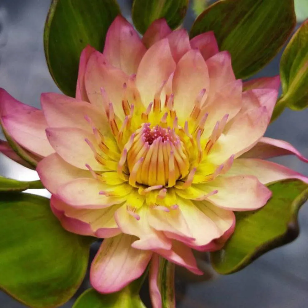 Nymphaea Orange Nangkwag - Tropical Waterlily