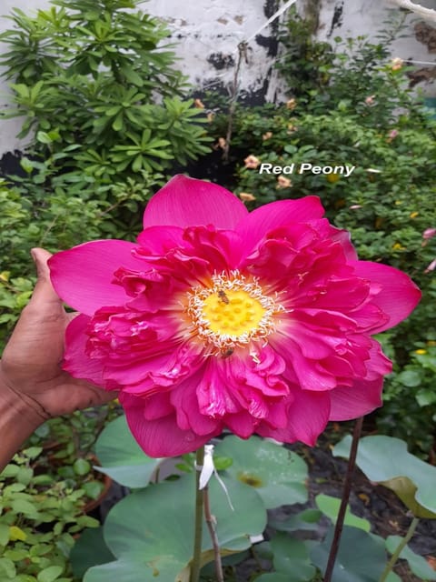 Bowl Lotus Red Peony Tuber