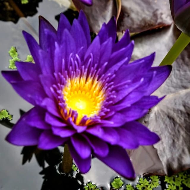 Nymphaea Ultra Violet - Tropical Waterlily
