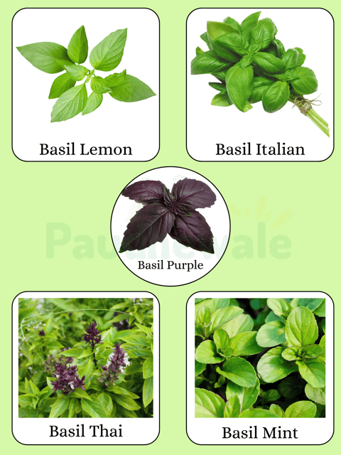 5 Types of Basil/ Tulsi Seeds Combo
