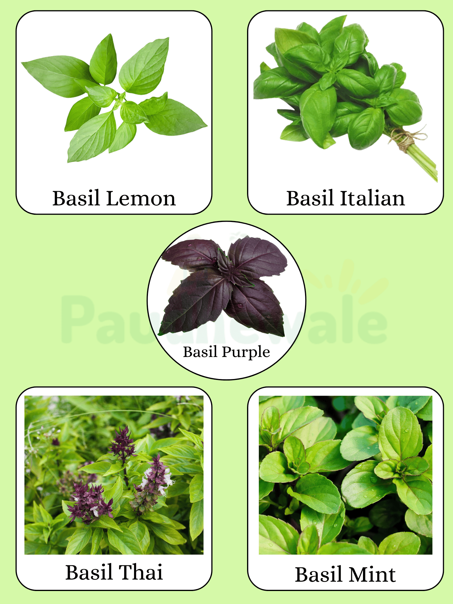 5 Types of Basil/ Tulsi Seeds Combo