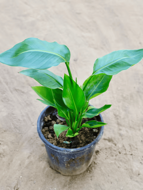 Bird of Paradise Plant