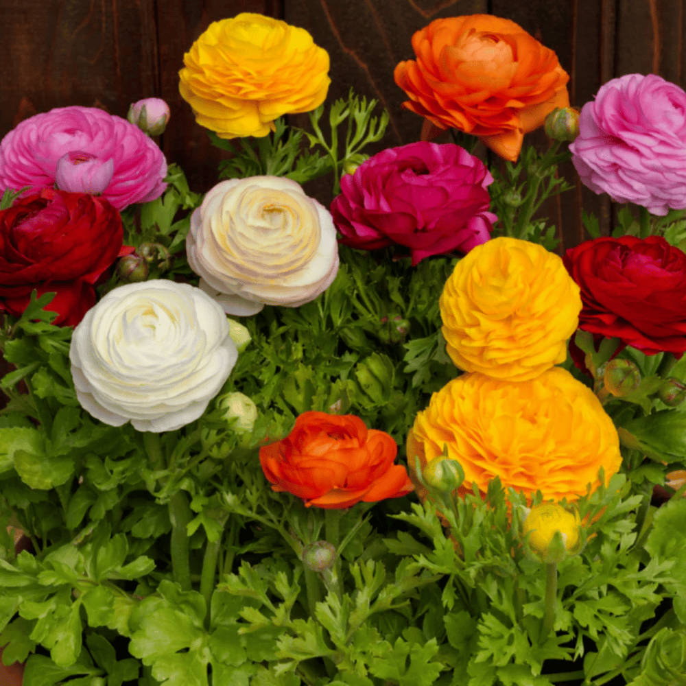Ranunculus Bloomingdale Mix Flower Seeds –F1 Hybrid (Pack of 5 Seeds)