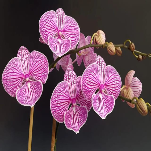 Phalaenopsis Chi Yueh Four Peace