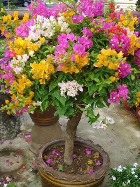 Thai Multi Grafted Bougainvillea Flower Plant (4-5 Colour Mix )