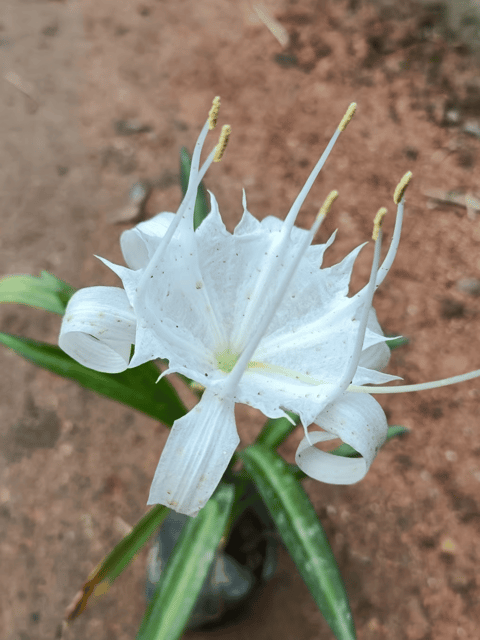 Spider Lily Flower Plant