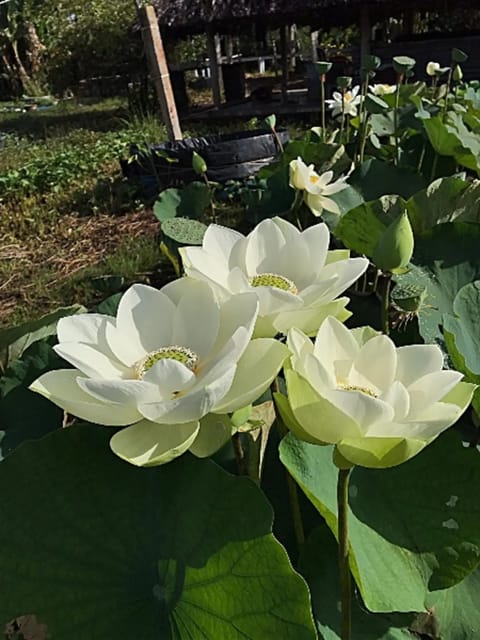 Bowl Lotus Coconut Milk Tuber