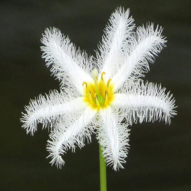 Water Snowflake White - Pack Of 3