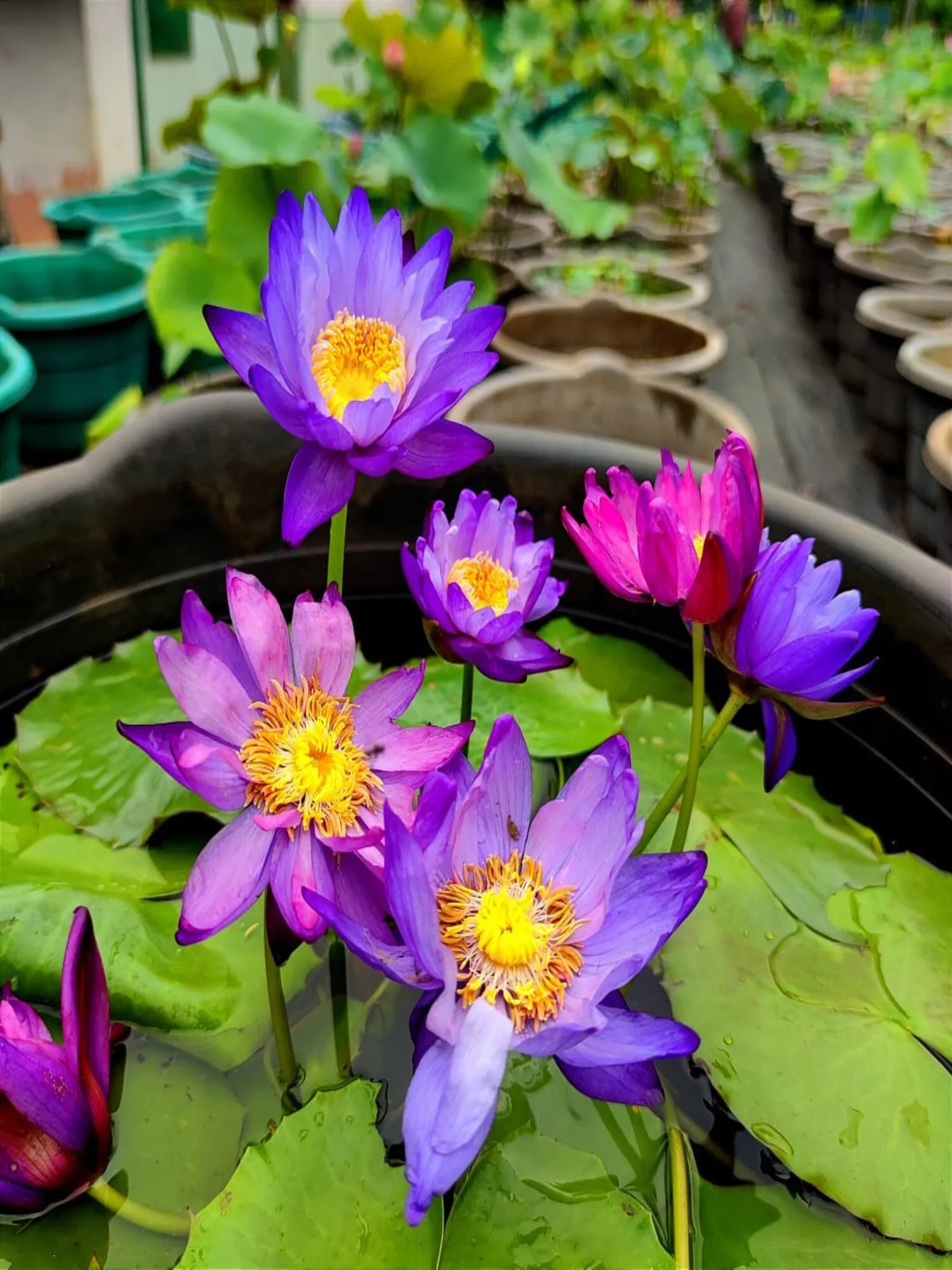 Artrans x Gigantea Tuber - Ausssie Waterlily (Colour Changing)