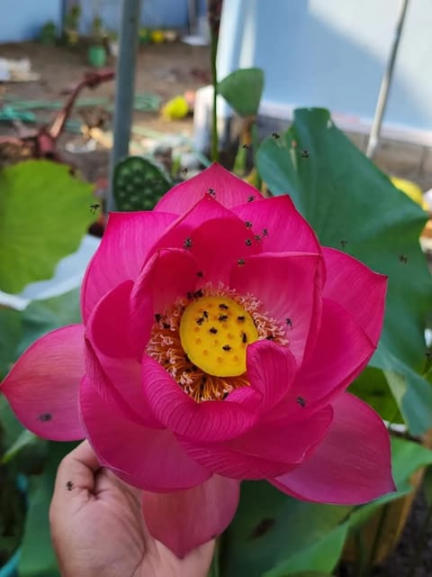 Bowl Lotus Red Shanghai