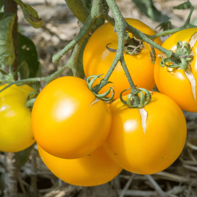Tomato Oblate Yellow Vegetable Seeds (PACK OF 30)