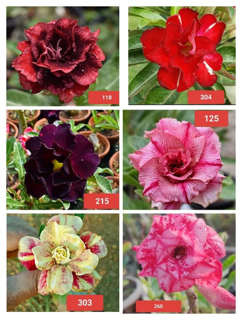 Combo of 6 Attractive High Blooming Rosy Variety Adenium Flower Plant (Grafted)