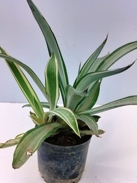Agave Plant Without Pot