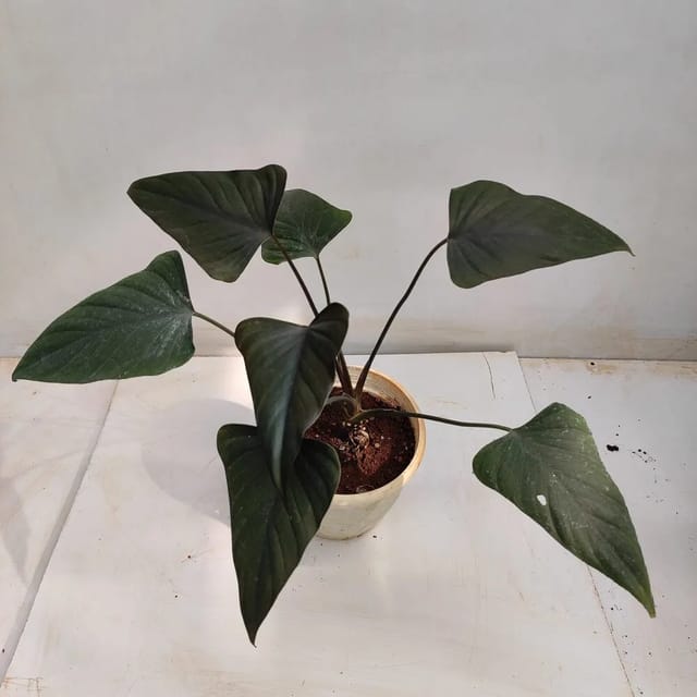 Homalomena Black