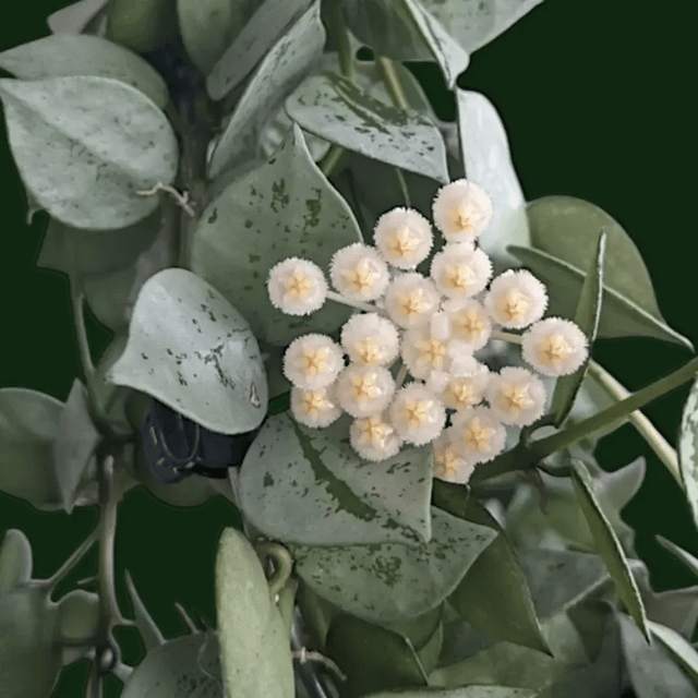 Hoya Krohniana Eskimo