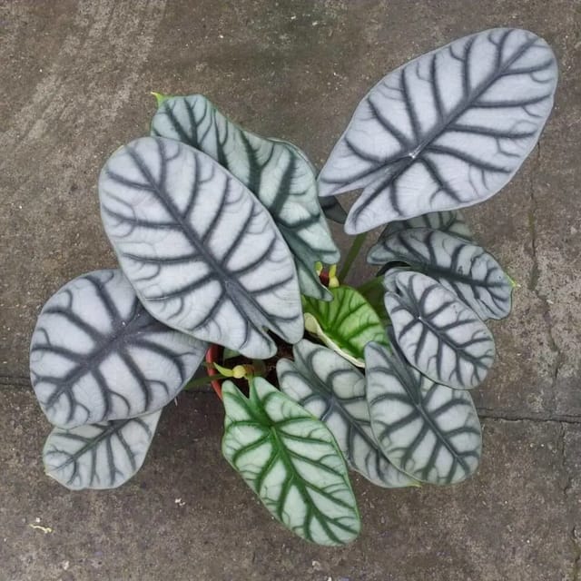 Alocasia Silver Dragon