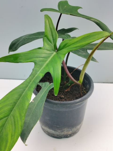 Rare Philodendron Florid Beauty Plant