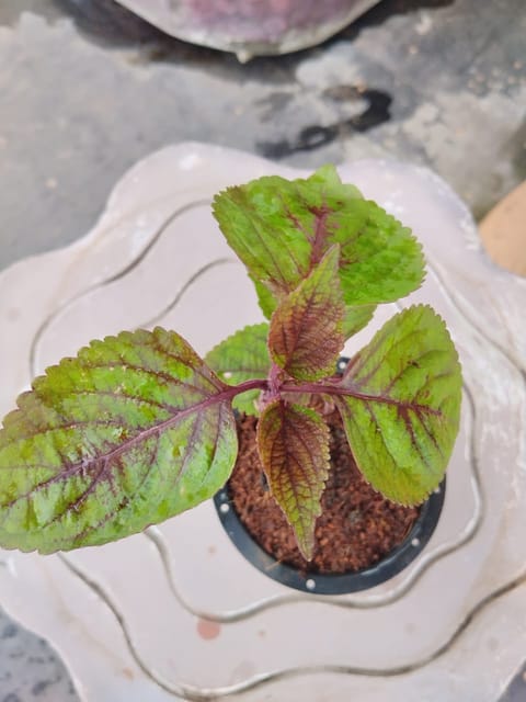 Coleus Red Green