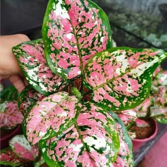 Aglaonema Tricolor