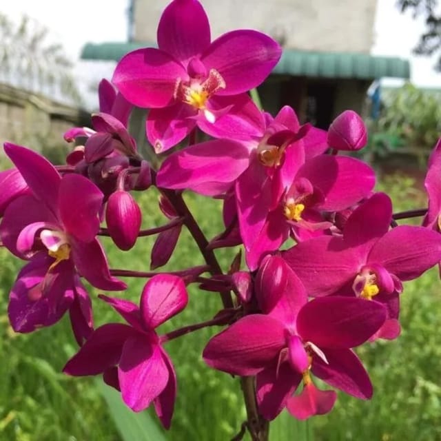 Spathoglottis Dark Purple Ground Orchid Full Pot - Thailand Hybrid