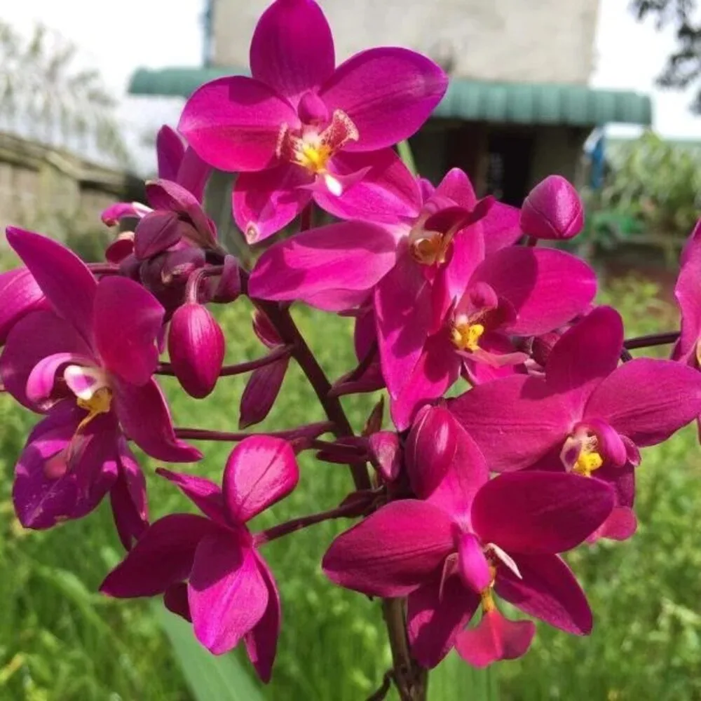 Spathoglottis Dark Purple Ground Orchid Full Pot - Thailand Hybrid