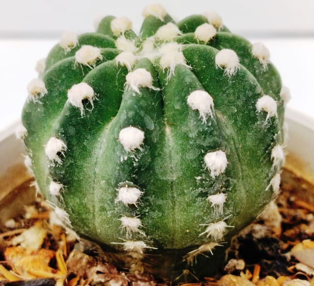 Echinopsis Subdenudata Cactus | Domino Cactus