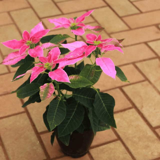 Poinsettia / Christmas Pink Flower Plant
