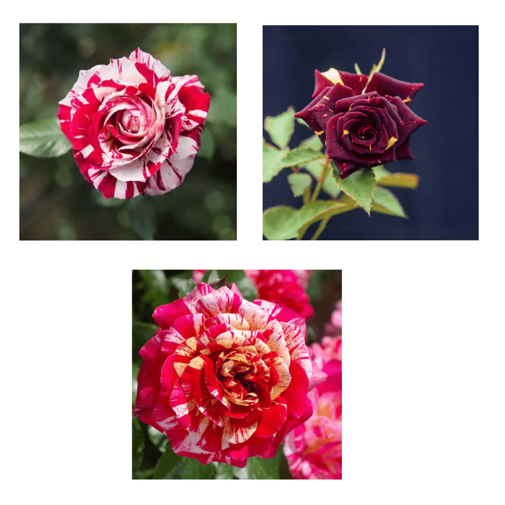 Abra-Dabra Rose Flower Plant (Any Color) - Grafted