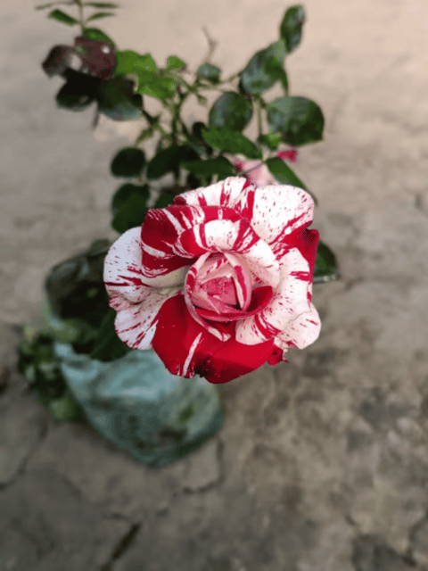 Abra-Dabra  Rose Flower Plant (Any Color) - Grafted