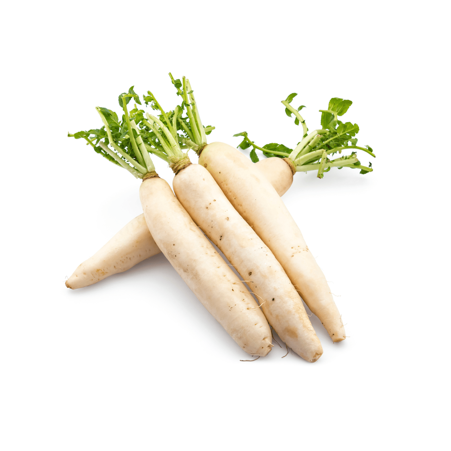 Organic (Desi) Radish /Muli  Seeds(Pack Of - 50 Seeds)