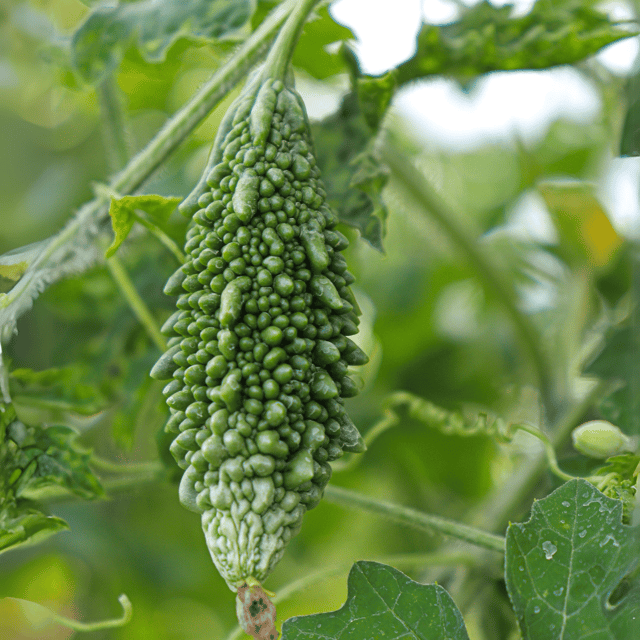 Organic (Desi) Karela/Momordica charantia Seeds(Pack Of - 15 Seeds)