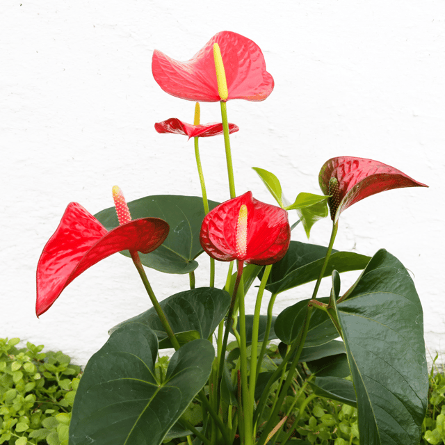 Anthurium Flower  Plant