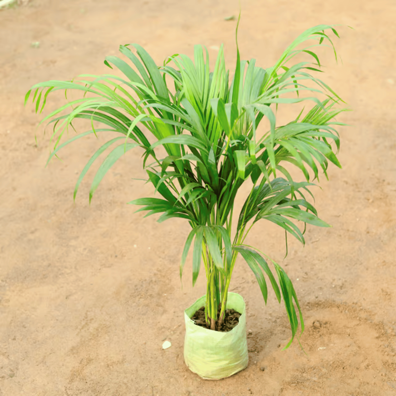 Areca Palm Plant
