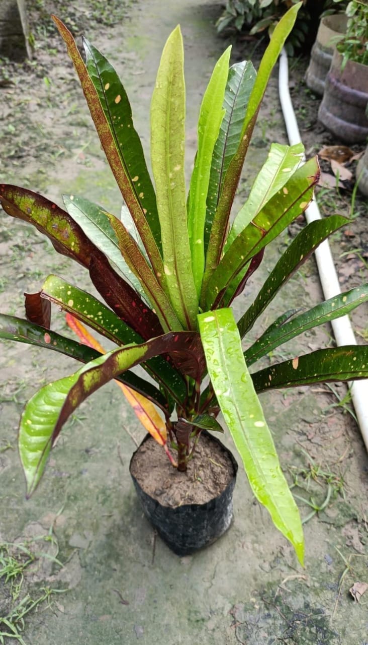 Long Leaf Croton  Plant (Codiaeum Variegatum)