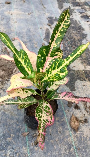 Variegated Trishool Croton  Plant (Codiaeum Variegatum)