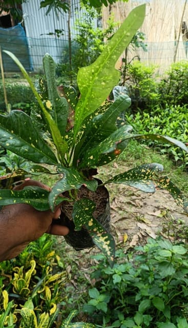 Trishool Croton  Plant (Codiaeum Variegatum)