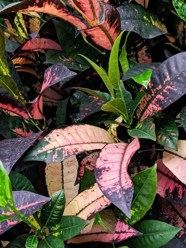 Iceton Croton  Plant (Codiaeum Variegatum)