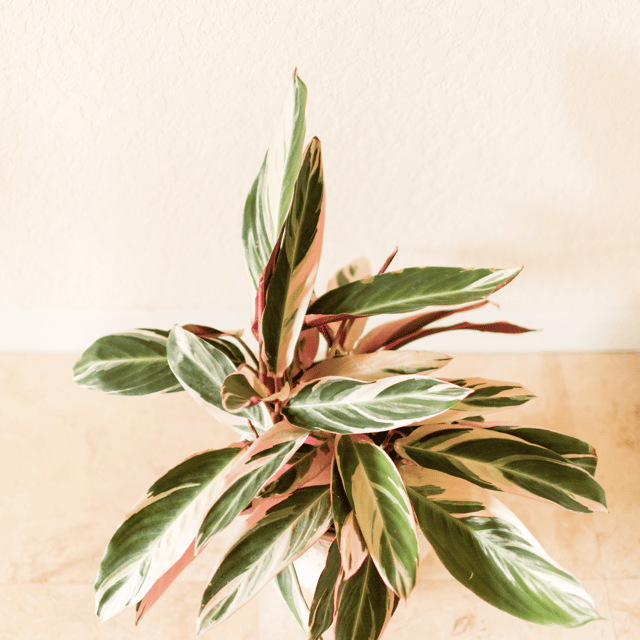 Stromanthe indoor  Plant
