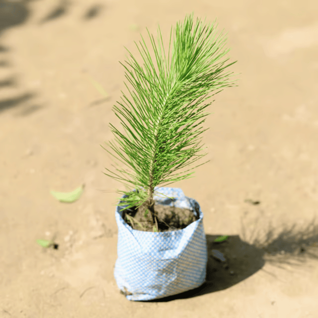 Pinus / Pine  Plant