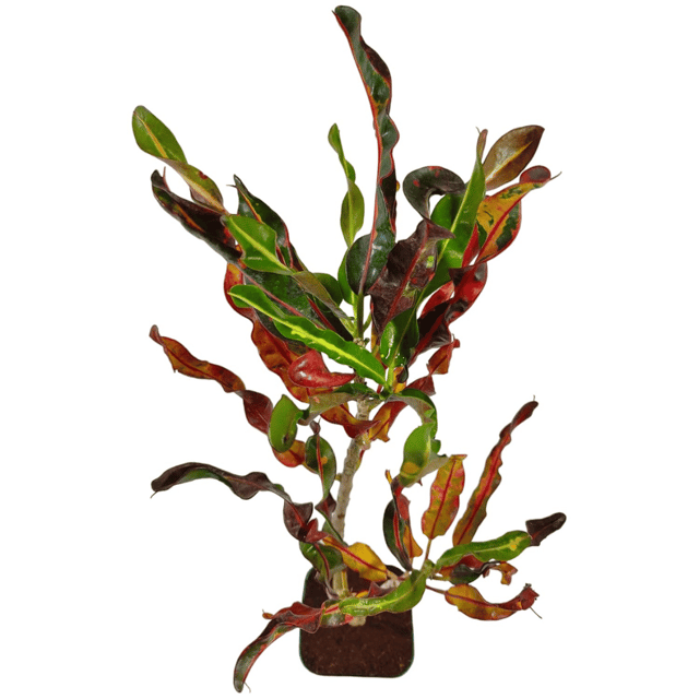 Black Spiral Croton  Plant