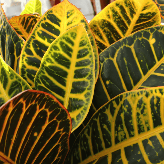 Croton Petra  Plant