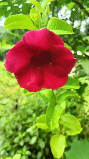 Red Allamanda Flower Plant