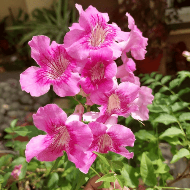 Pink Tecoma Flowering Plant